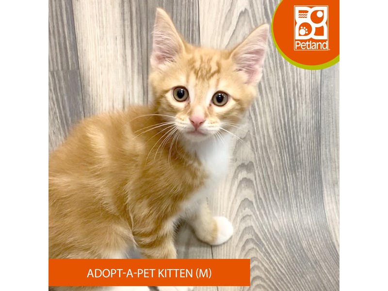 Kittens for Sale Petland Ashland, KY Pet Store