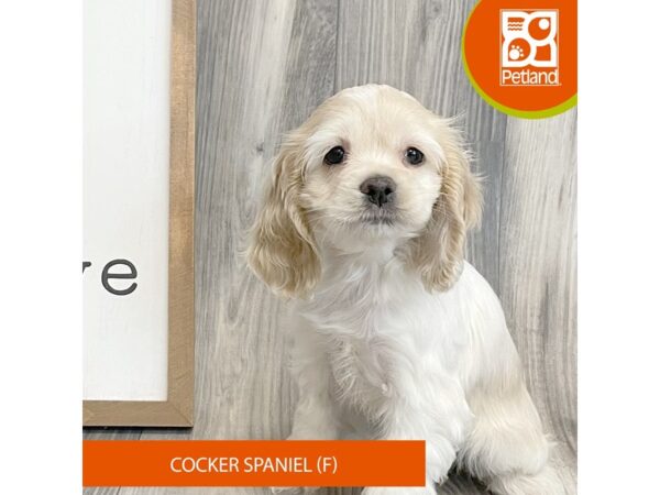 Cocker Spaniel-Dog-Female-White / Buff-8138-Petland Ashland, Kentucky