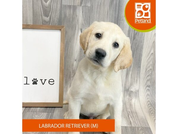 Labrador Retriever Dog Male Yellow 8136 Petland Ashland, Kentucky