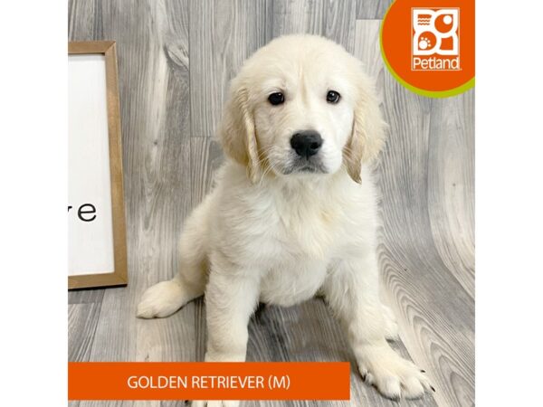 Golden Retriever Dog Male Cream 8135 Petland Ashland, Kentucky