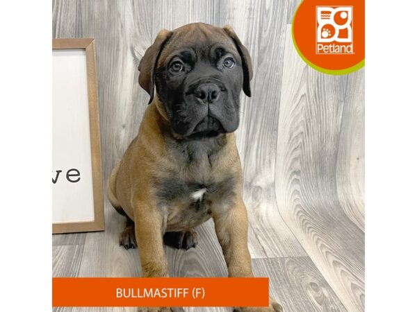 Bullmastiff-Dog-Female-Red Fawn-8134-Petland Ashland, Kentucky