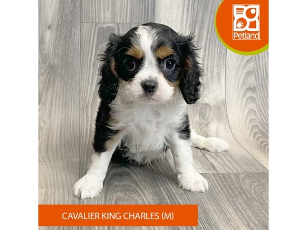 Cavalier King Charles Spaniel Dog Male Black White / Tan 8132 Petland Ashland, Kentucky