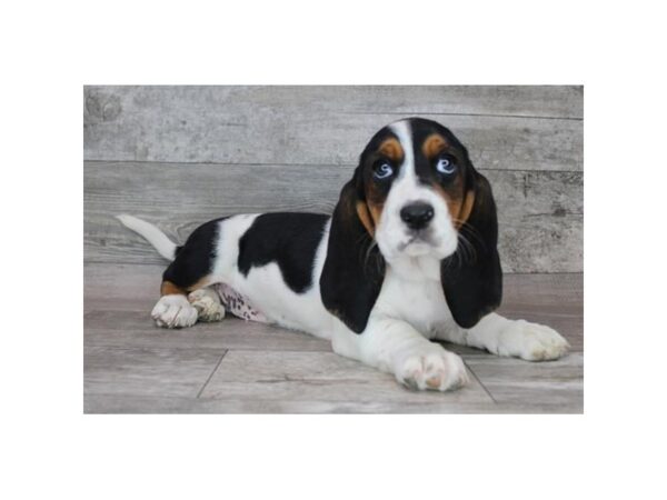 Basset Hound-Dog-Female-Black White / Tan-8140-Petland Ashland, Kentucky