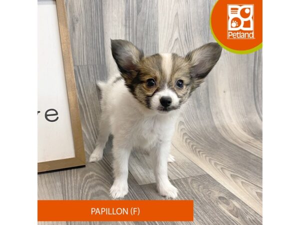 Papillon-Dog-Female-Sable / White-8146-Petland Ashland, Kentucky