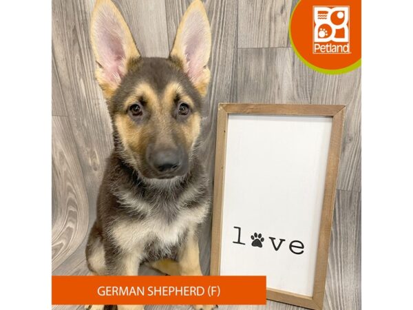 German Shepherd Dog Dog Female Black / Tan 8144 Petland Ashland, Kentucky