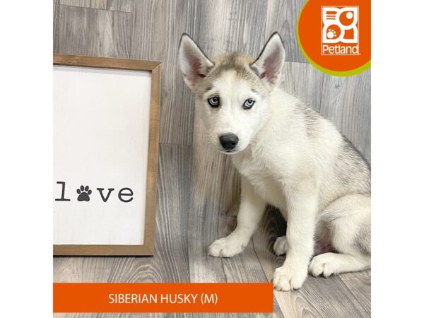 Siberian Husky-Dog-Male-Agouti / White-8142-Petland Ashland, Kentucky