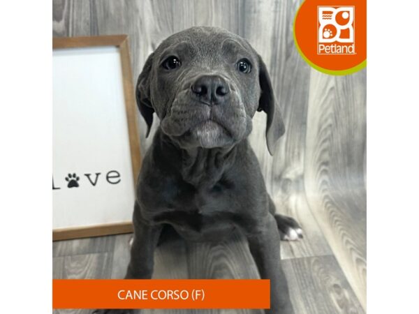 Cane Corso-Dog-Female-Blue-8157-Petland Ashland, Kentucky