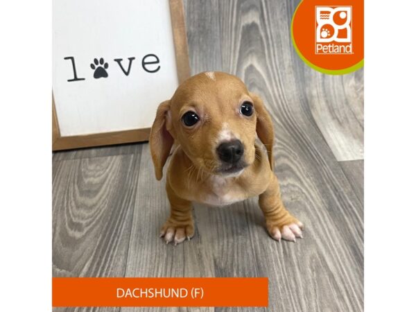 Dachshund Dog Female Red 8154 Petland Ashland, Kentucky