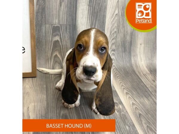 Basset Hound-Dog-Male-Black White / Tan-8153-Petland Ashland, Kentucky