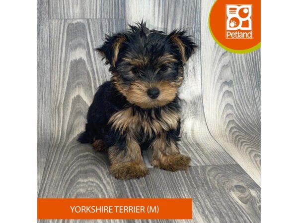 Yorkshire Terrier-Dog-Male-Black / Tan-8151-Petland Ashland, Kentucky