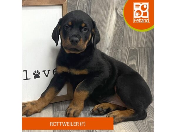 Rottweiler-Dog-Female-Black / Rust-8148-Petland Ashland, Kentucky