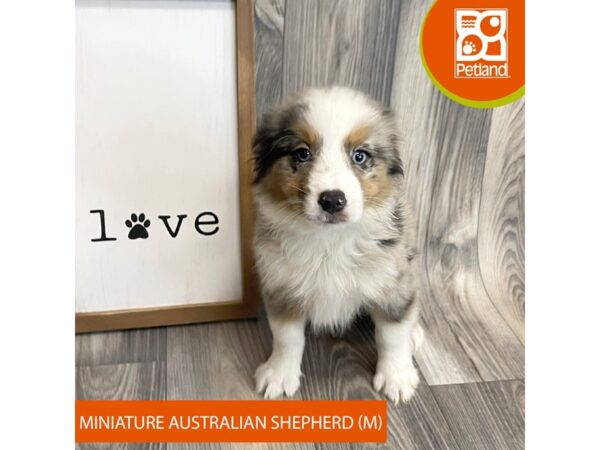 Miniature Australian Shepherd-Dog-Male-Blue Merle-8150-Petland Ashland, Kentucky