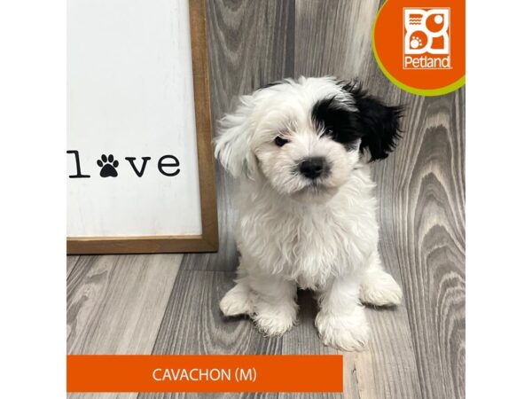 Cavachon-Dog-Male-Black / White-8156-Petland Ashland, Kentucky