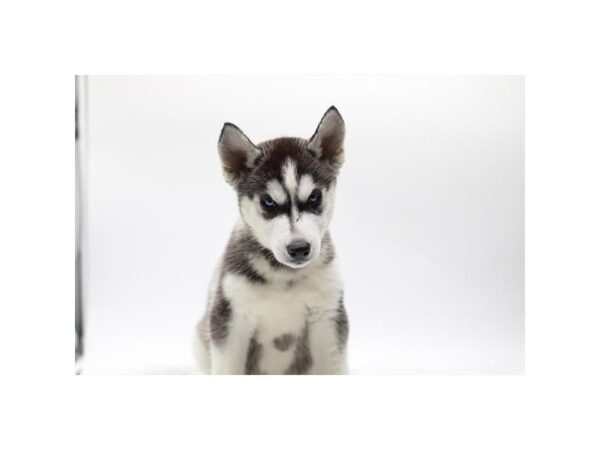 Siberian Husky Dog Male Black / White 8159 Petland Ashland, Kentucky