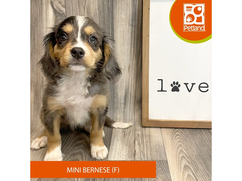 Available Pets Page 2 of 4 Petland Ashland, Kentucky