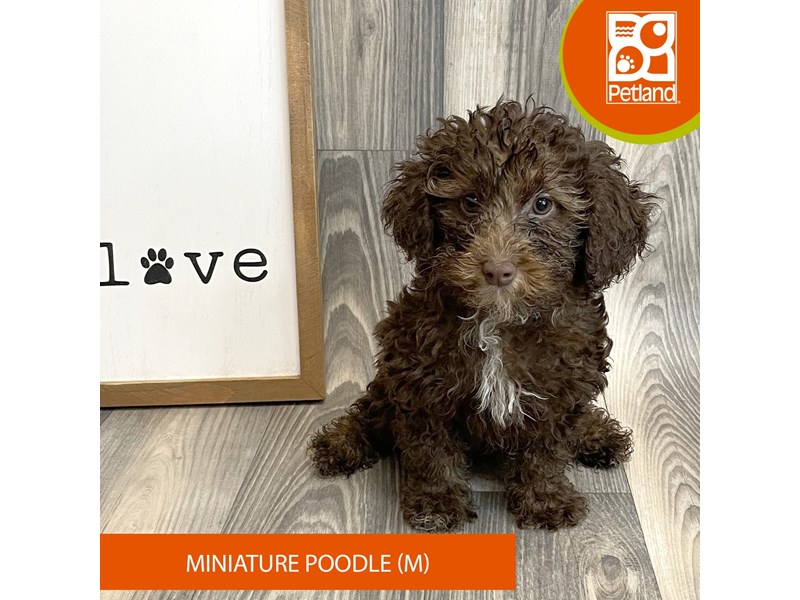 Available Pets Page 3 of 3 Petland Ashland, Kentucky