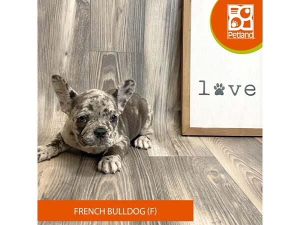 French Bulldog-Dog-Female-Merle-8171-Petland Ashland, Kentucky