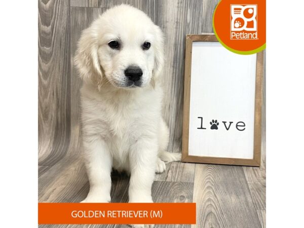 Golden Retriever-Dog-Male-Cream-8163-Petland Ashland, Kentucky