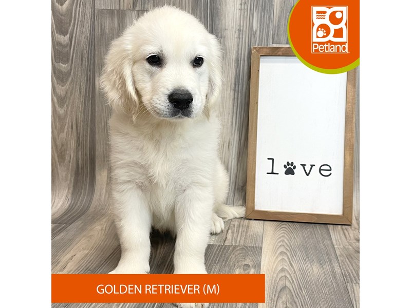 Golden Retriever Puppies For Sale Petland Ashland, Kentucky