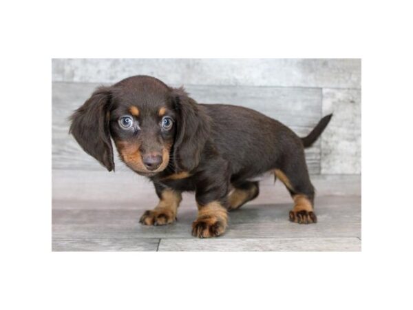 Dachshund-Dog-Female-Chocolate / Tan-8177-Petland Ashland, Kentucky