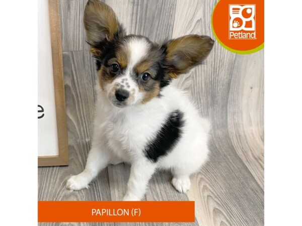 Papillon Dog Female Tri-Colored 8145 Petland Ashland, Kentucky