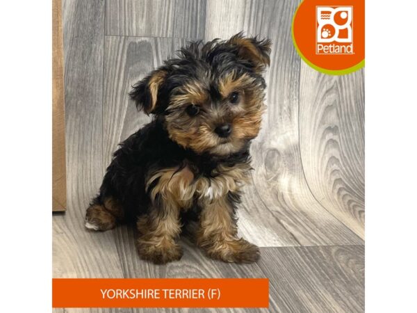 Yorkshire Terrier-Dog-Female-Black / Tan-8152-Petland Ashland, Kentucky