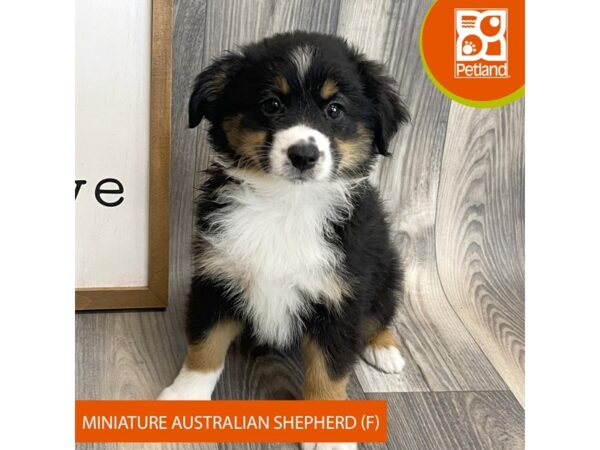 Miniature Australian Shepherd-Dog-Female-Black Tan / White-8149-Petland Ashland, Kentucky