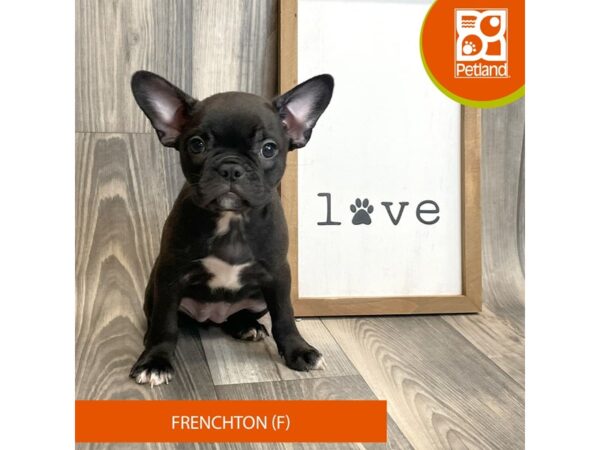 Frenchton-Dog-Female-Black/White-8168-Petland Ashland, Kentucky