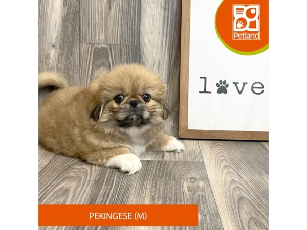 Pekingese-Dog-Male-Fawn Sable-8165-Petland Ashland, Kentucky