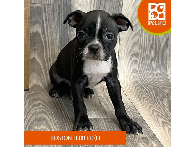 Dogs & Puppies for Sale Petland Ashland, Kentucky