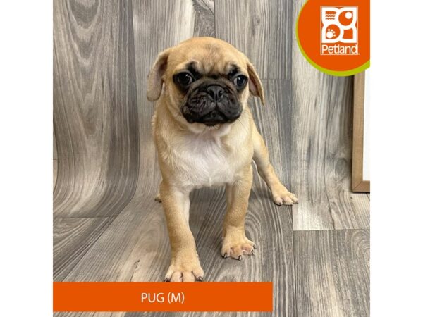 Pug Dog Male Apricot Fawn 8158 Petland Ashland, Kentucky