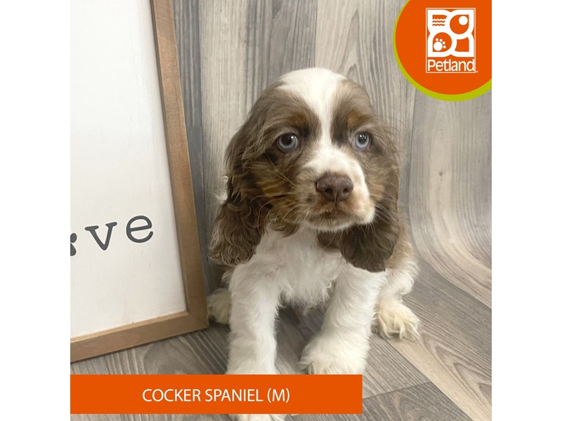 Dogs & Puppies for Sale Petland Ashland, Kentucky