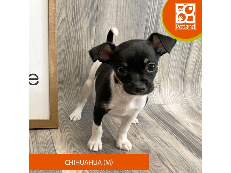 Dogs & Puppies for Sale Petland Ashland, Kentucky