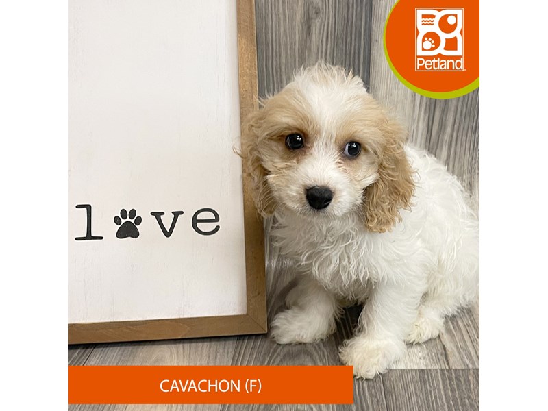 Dogs & Puppies for Sale Petland Ashland, Kentucky