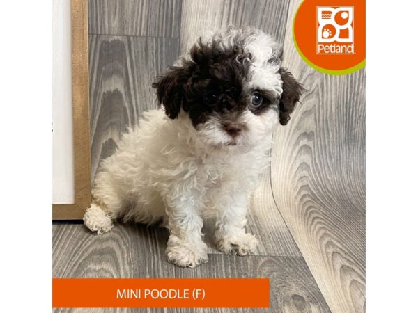 Poodle Mini-Dog-Female-Chocolate-8196-Petland Ashland, Kentucky