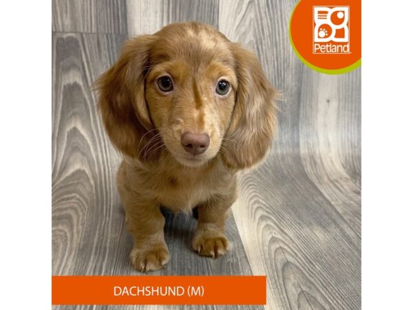 Dachshund-Dog-Male-Chocolate / Tan-8191-Petland Ashland, Kentucky