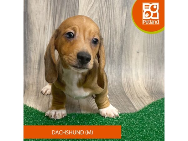 Dachshund-Dog-Male-Red-8256-Petland Ashland, Kentucky