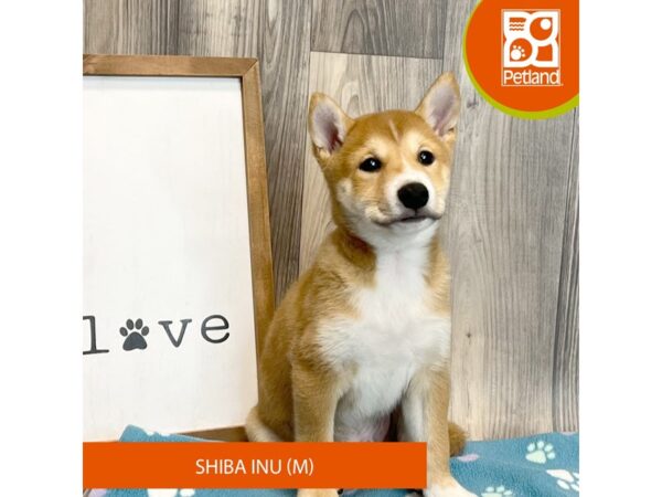 Shiba Inu – 8212