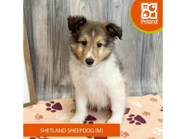 Shetland Sheepdog – 8210