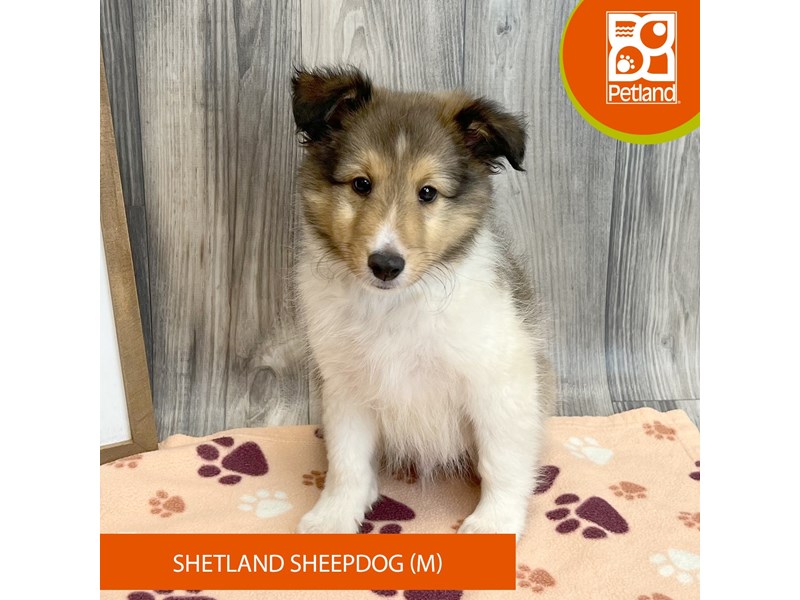 Shetland Sheepdog - 8210 Image #1