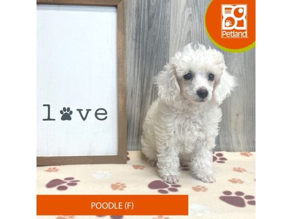 Miniature Poodle – 8221
