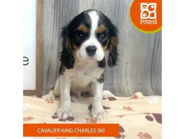 Cavalier King Charles Spaniel – 8217