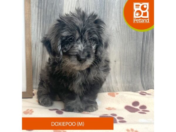 Doxiepoo – 8216