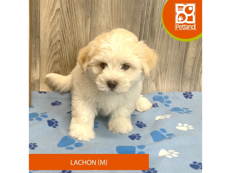 Lachon - 8215 Image #1