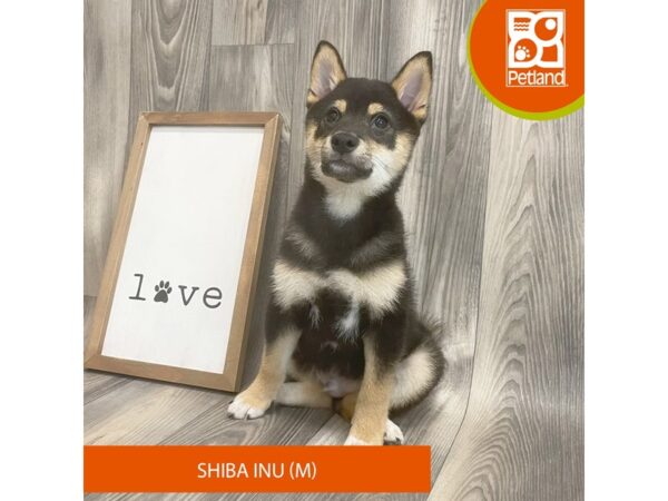 Shiba Inu – 8179