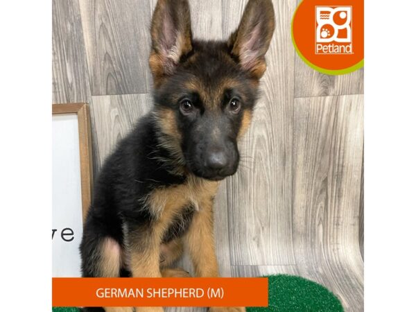 German Shepherd – 8266