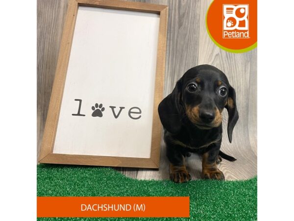 Dachshund – 8277