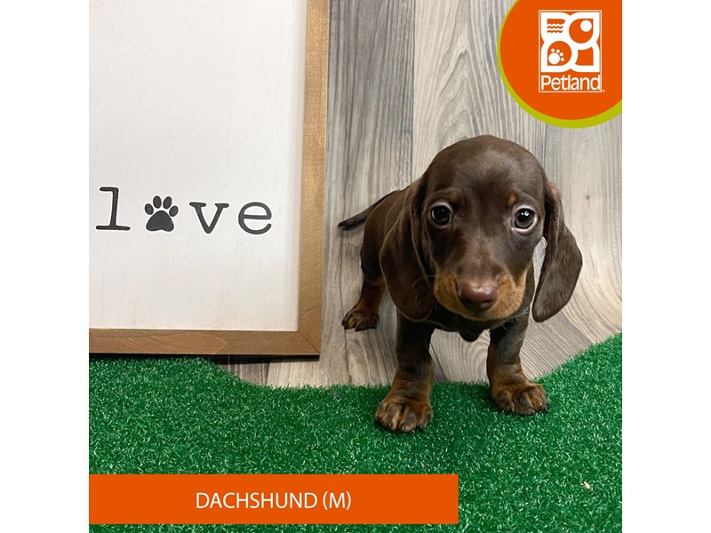 Dachshund - 8276 Image #1
