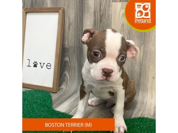 Boston Terrier Dog Male Seal/White 8275 Petland Ashland, Kentucky