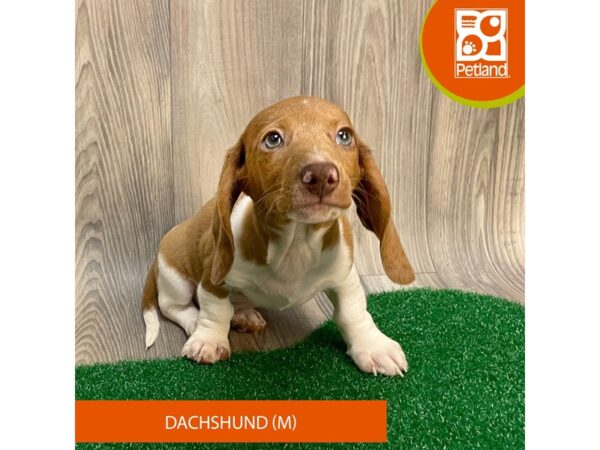 Dachshund-Dog-Male-Red / White-8273-Petland Ashland, Kentucky